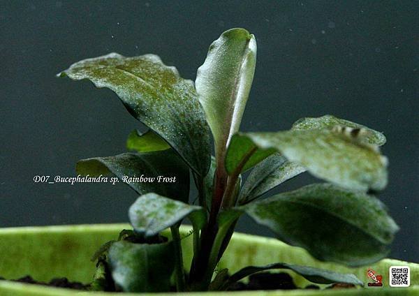 D07_Bucephalandra sp. Rainbow Frost-02