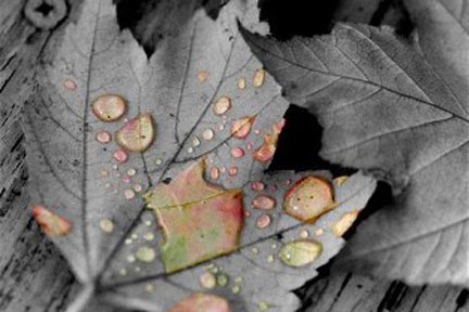 Fall_by_ChrisBPhoto.jpg