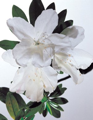 20081201111500391.jpg
