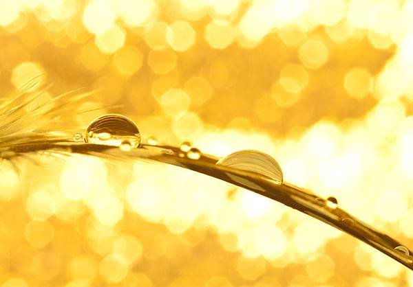 the_gold_rush_by_pqphotography-d464urj.jpg