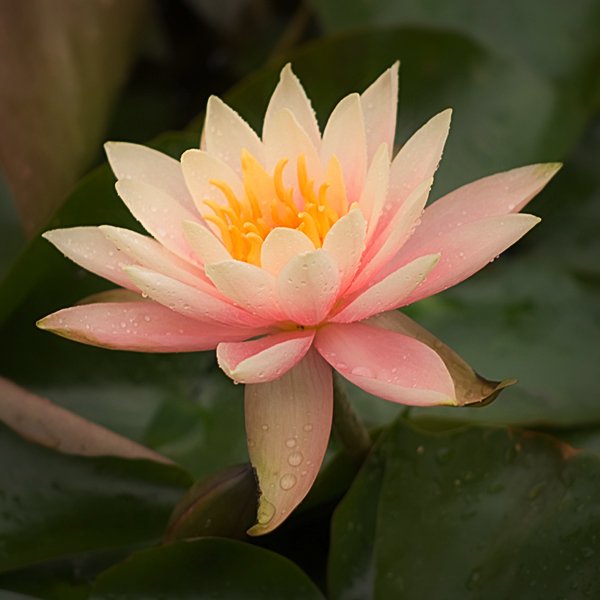 Lotus_by_rubberman542