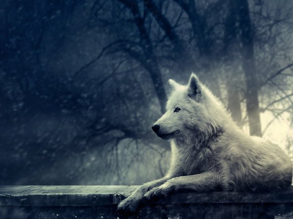 night_of_the_wolf___wallpaper_by_lady_amarillis-d3420ue.jpg