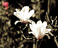 yulan2.gif