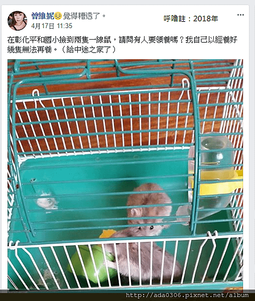 平和國小棄鼠來源.png