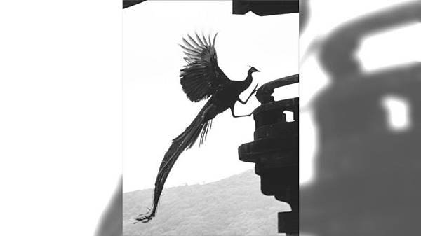 孔雀-2.jpg