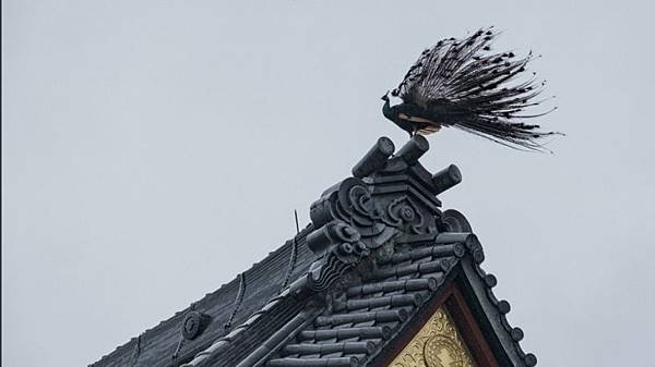 孔雀-3.jpg