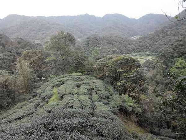 平溪番子坑古道茶園