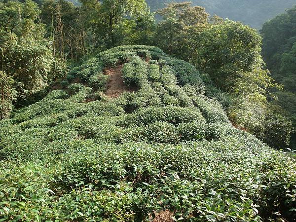 平溪番子坑古道茶園之一