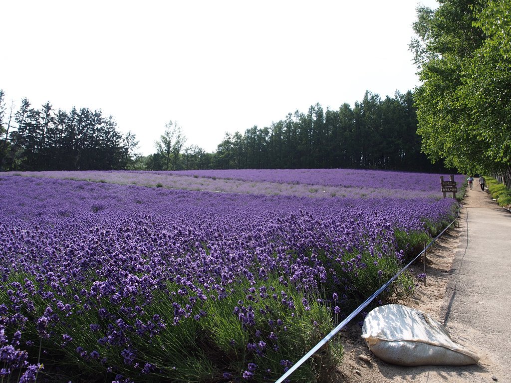 P7144240.jpg