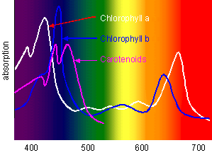葉綠素的吸收光譜