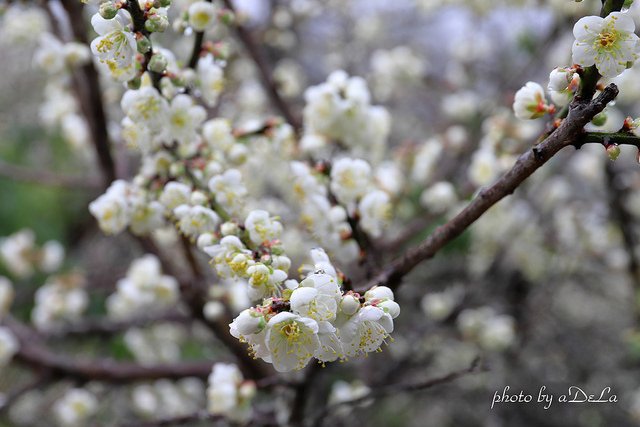 IMG_6858_1-55