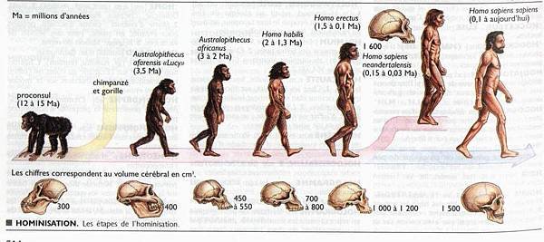 人類進化史.jpg