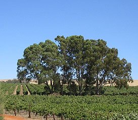 vineyard1.jpg