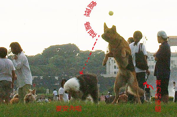 大家河濱公園狗狗處理.jpg
