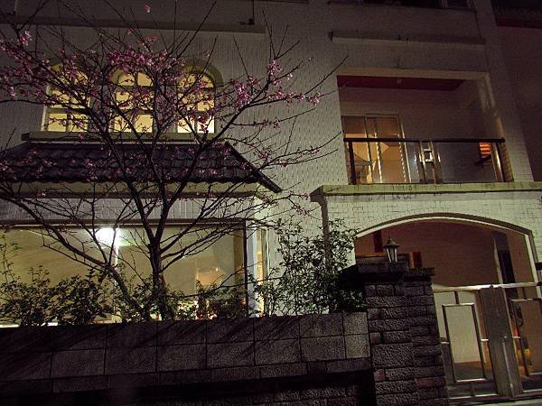 夜間拍家櫻花.jpg