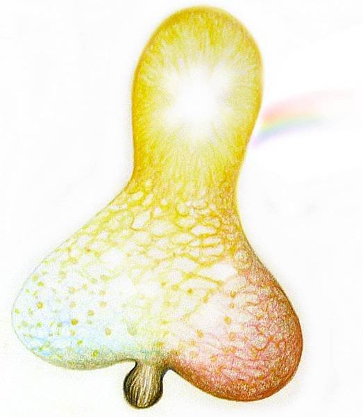 太奧