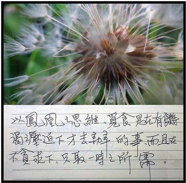 12鳳凰的覓食法