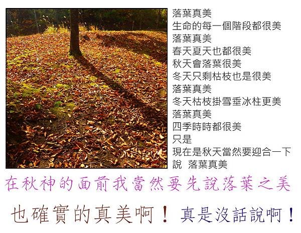 落葉真美.JPG