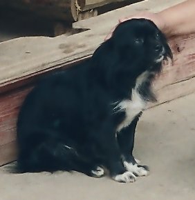 小狗狗 1.jpg