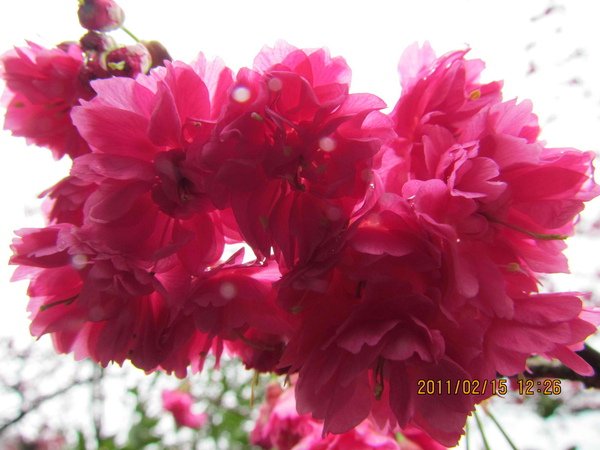 迎花(38).jpg
