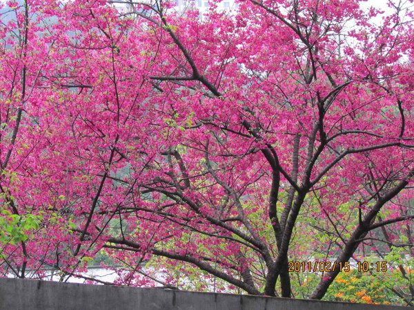 迎花(1).jpg