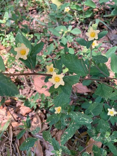 09黃花稔＜キンゴジカ(金午時花)＞2.jpg