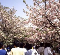 大阪櫻花季