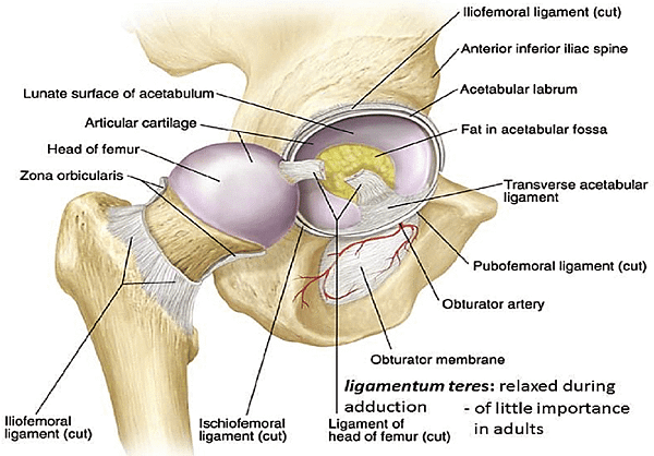 Anatomical-structure-of-the-hip-joint-18.png