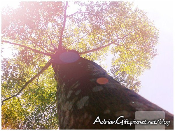 Happy-Tree2.jpg