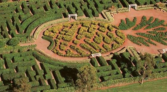 Dole-Plantation-The-Maze-1.jpg