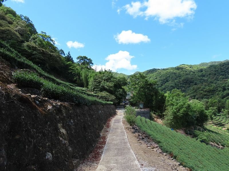 2022-08-07 13-50-26(001).jpg - 20220807_坪林_大舌湖健行步道