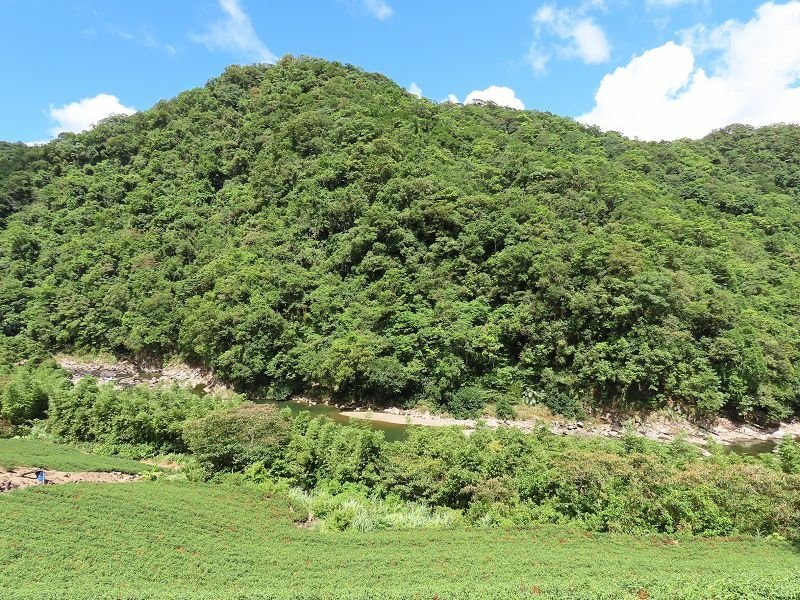 2022-08-07 13-51-19(001).jpg - 20220807_坪林_大舌湖健行步道