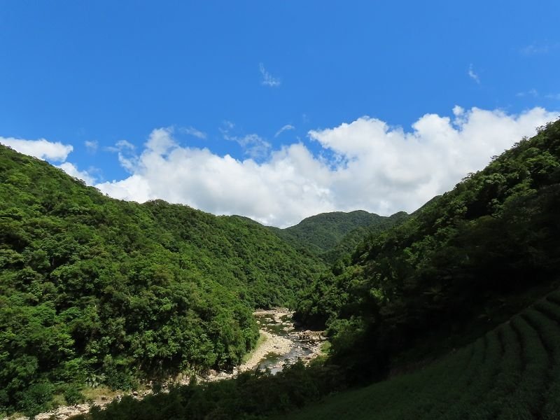 2022-08-07 13-52-44(001).jpg - 20220807_坪林_大舌湖健行步道