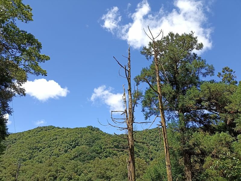 2022-08-07 13-56-49(001).jpg - 20220807_坪林_大舌湖健行步道