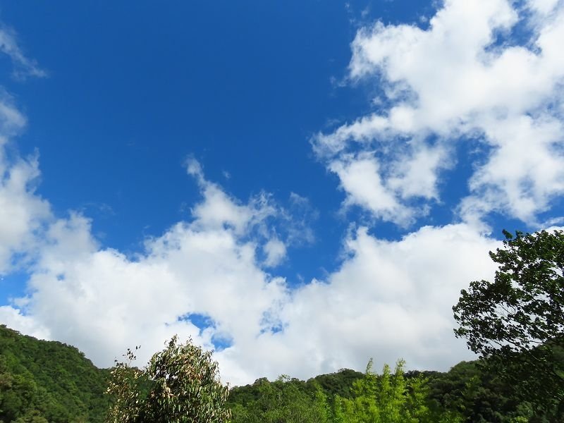 2022-08-07 14-49-59(001).jpg - 20220807_坪林_大舌湖健行步道