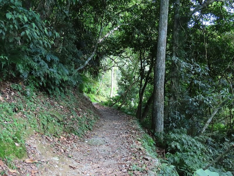 2022-07-23 15-05-25(001).jpg - 20220723_烏來_內洞森林遊樂區_賞景步道