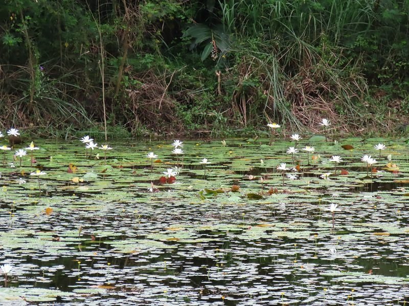 2022-05-22 08-28-42(001).jpg - 20220522_大溪_山豬湖生態親水園區