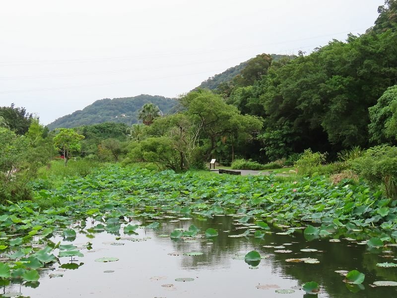 2022-05-22 09-05-12(001).jpg - 20220522_大溪_山豬湖生態親水園區