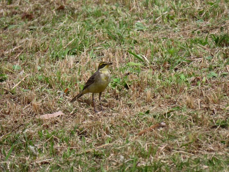 IMG_9498(001).jpg - 20220227_南港_山水綠生態公園