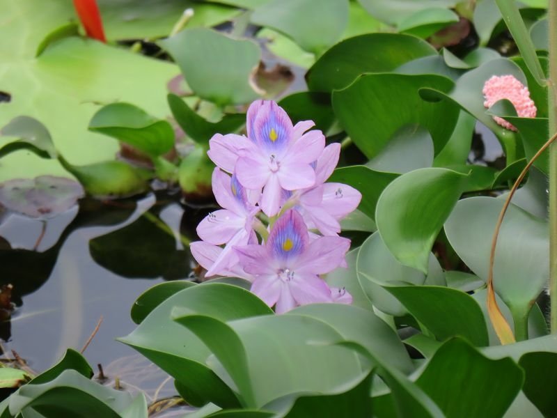 IMG_7532(001).jpg - 20211114_八里_十三行文化公園