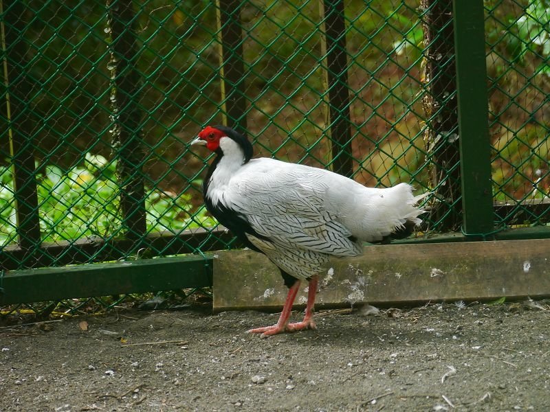 2020-06-06 14-35-43(001).jpg - 20200606_新埔_雲夢山丘_香草植物農園