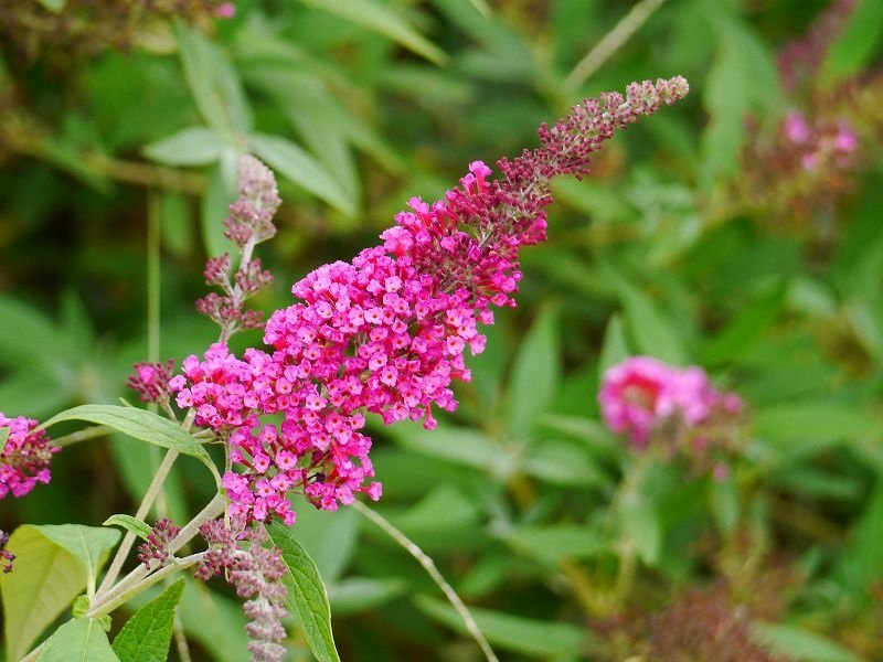 2020-06-06 14-43-40(001).jpg - 20200606_新埔_雲夢山丘_香草植物農園