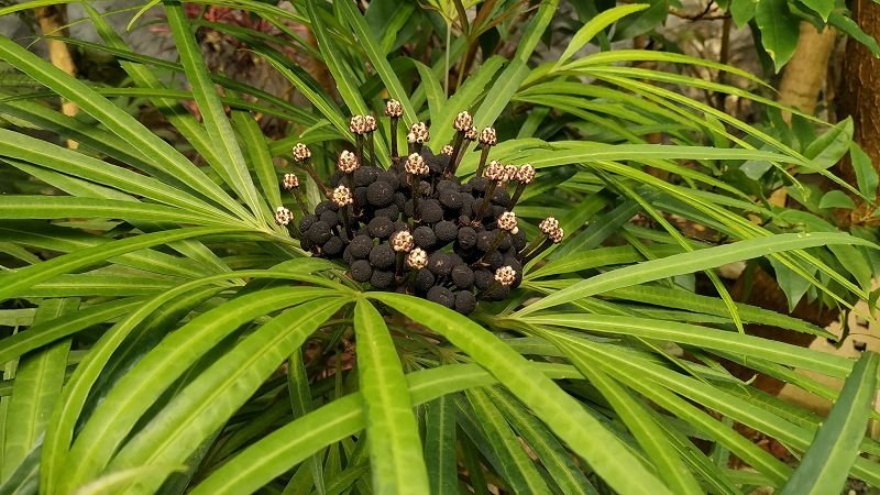 2019-12-08 14-21-15(001).jpg - 20191208_台北市_花博公園_新生園區