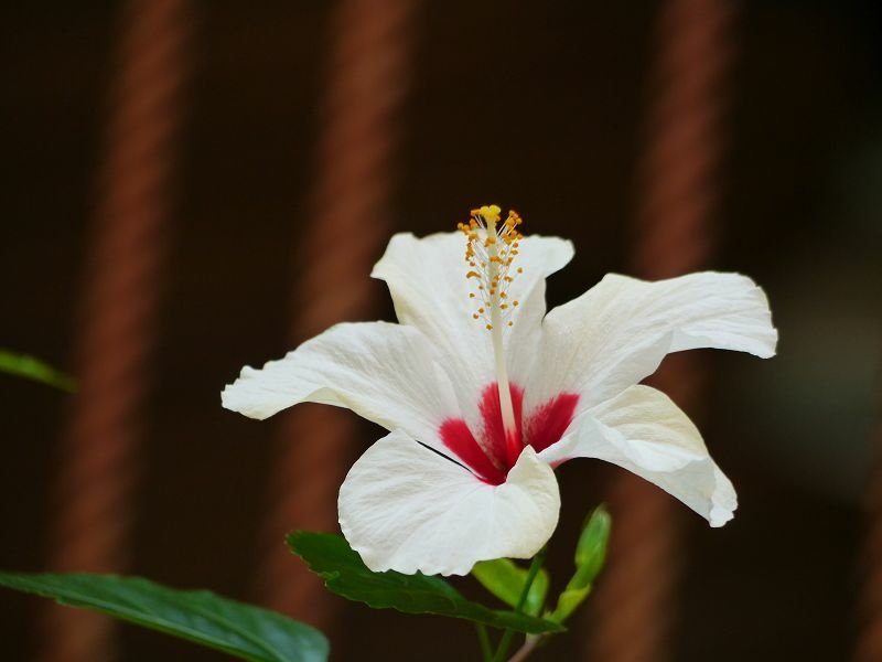 2019-12-08 14-31-40(001).jpg - 20191208_台北市_花博公園_新生園區