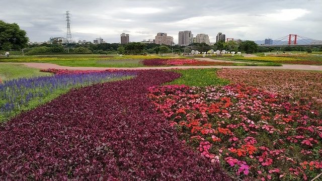 IMG_20190504_073303(001).jpg - 20190504_板橋_江翠礫間蝴蝶公園