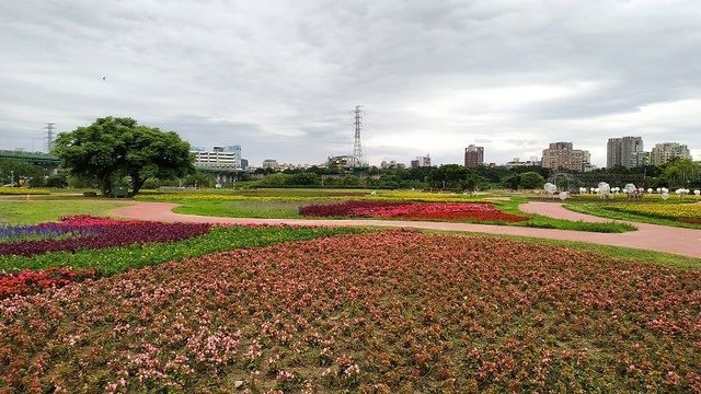 IMG_20190504_073329(001).jpg - 20190504_板橋_江翠礫間蝴蝶公園