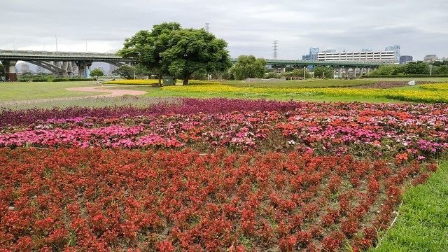 IMG_20190504_073410(001).jpg - 20190504_板橋_江翠礫間蝴蝶公園