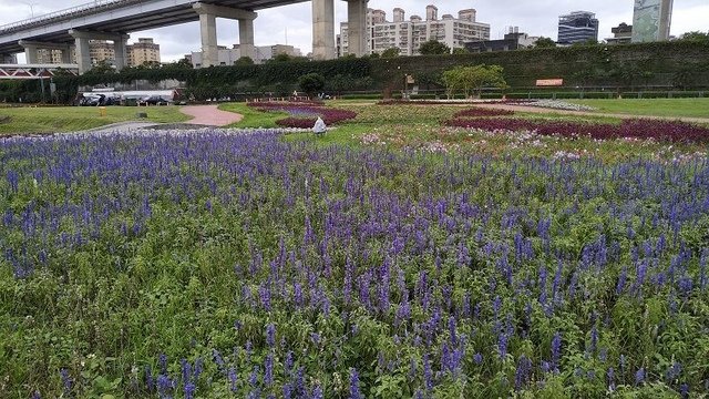 IMG_20190504_074241(001).jpg - 20190504_板橋_江翠礫間蝴蝶公園