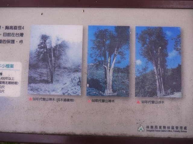 2019-04-26 13-35-07(001).jpg - 20190426_台中_大雪山森林遊樂區_雪山神木