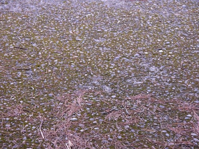 2019-04-26 14-16-07(001).jpg - 20190426_台中_大雪山森林遊樂區_雪山神木